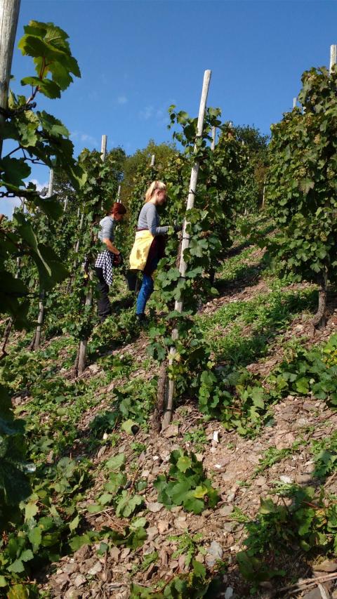 IMG 20170923 141506142